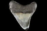 Fossil Megalodon Tooth - Georgia #109350-2